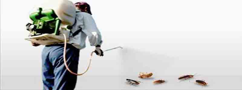 Dedetizadora no Taboao da Serra